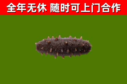 元阳烟酒回收干海参.jpg